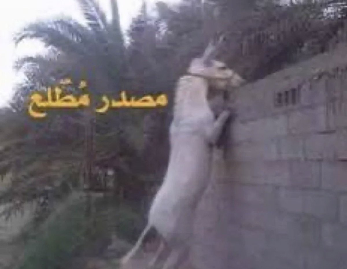 Oiia8n's tweet photo. @hakaya22 @jakhakhah الحين أنا المصدر المطلع لأهلي أنقل لهم الأخبار 😂😂😂 https://t.co/VVgCh7YNGI