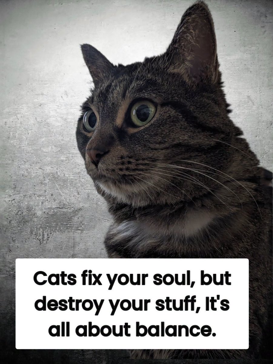 CatOwnersGlobal's tweet photo. It really is 👇😉❤️🤣 #Cats #Caturday #Catlovers https://t.co/pwnySkjXNa