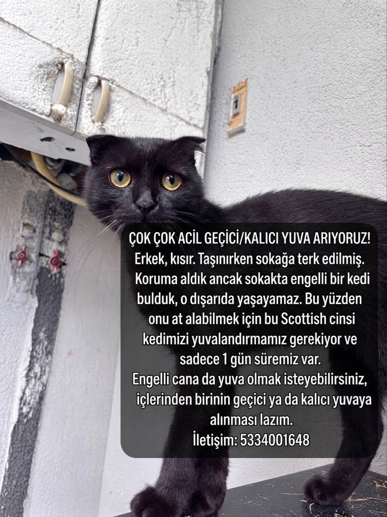 womanchildanima's tweet photo. çok acil yayar mısınız? 

Korumaya alabilecek ricacı olabileceğiniz biri var mı

İstanbul https://t.co/K1bRcLBATg