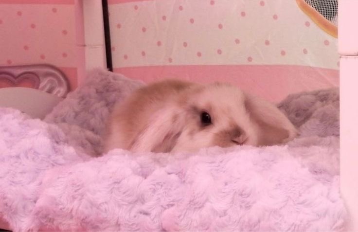 yurifootjobs's tweet photo. #HappyBunnyDay #Bunday #Baturday ๐ฐ https://t.co/ROtzBrYKZ7