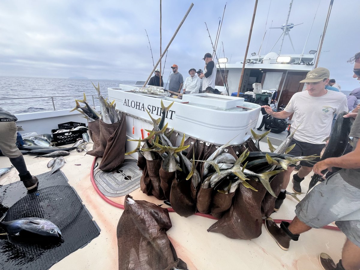 therealTophurC's tweet photo. #805 Tuna &amp; Tails
Best 1 day trip ever on the Aloha Spirit Hats off to Capt. Pat ,Zach and Evan
#tuna #Elnino2026 #Sportfishing #yellowtail #channelislands https://t.co/y1T6IQT8si