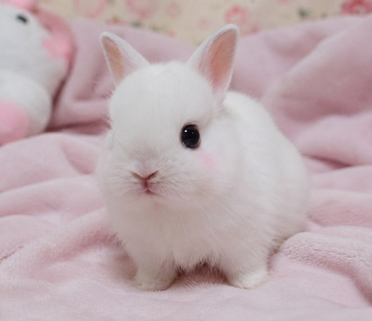 lapafaits's tweet photo. happy international rabbit day to all of my fellow bunnygirls!! 🐰🐰🐰 https://t.co/bOckayF4BJ