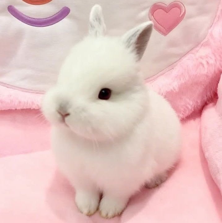 lapafaits's tweet photo. happy international rabbit day to all of my fellow bunnygirls!! 🐰🐰🐰 https://t.co/bOckayF4BJ