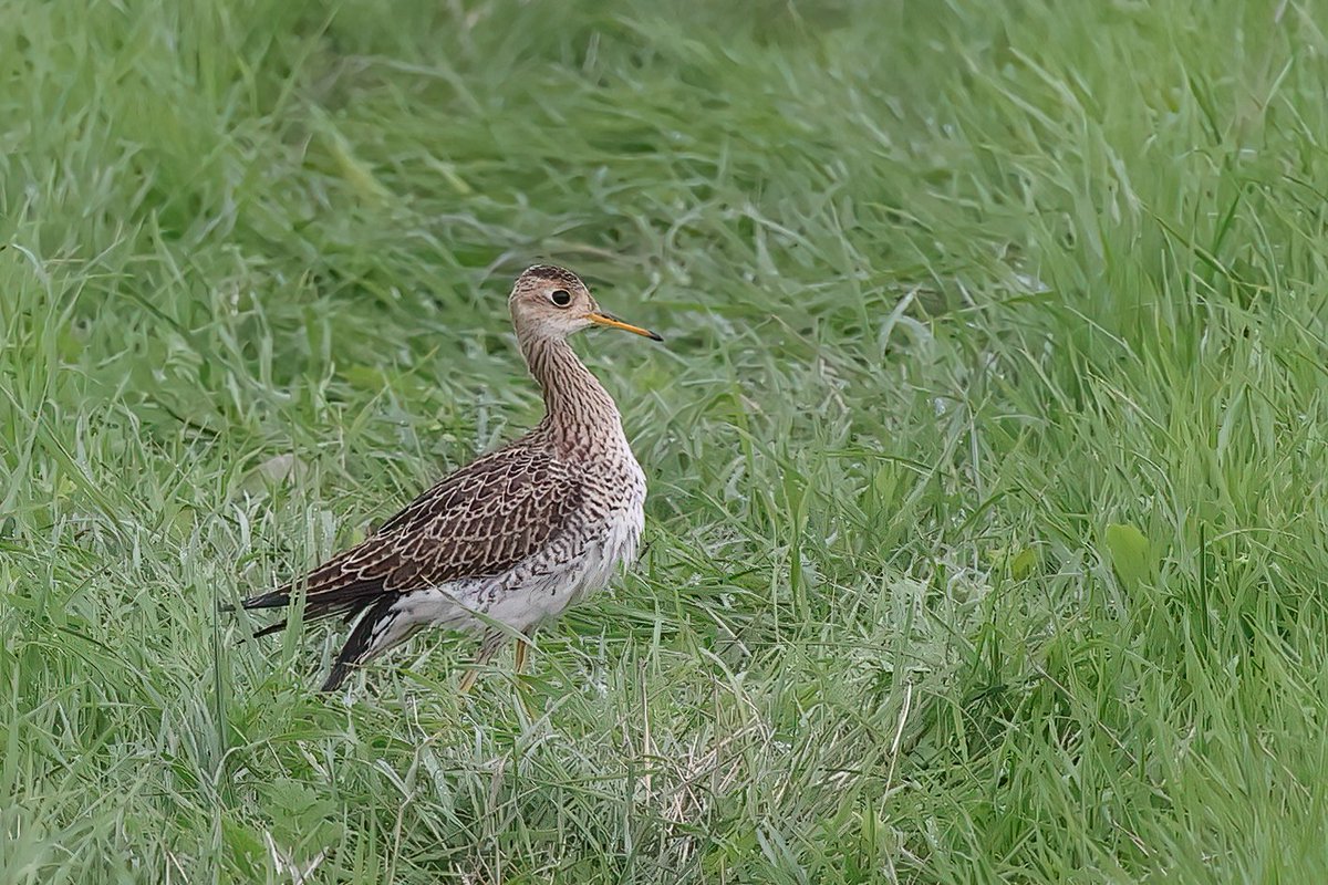 gatesheadandbey's tweet photo. Better views of the Upland Sandpiper on St Agnes today. https://t.co/EPvb8OqM3l