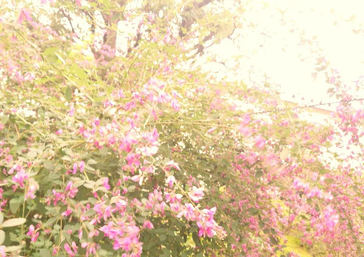 nimm_2626's tweet photo. 実家の萩が綺麗に咲いてたので写真を撮ってたんだけど、ウキウキになりすぎて全部写真ブレてた https://t.co/VpV8Naosjc
