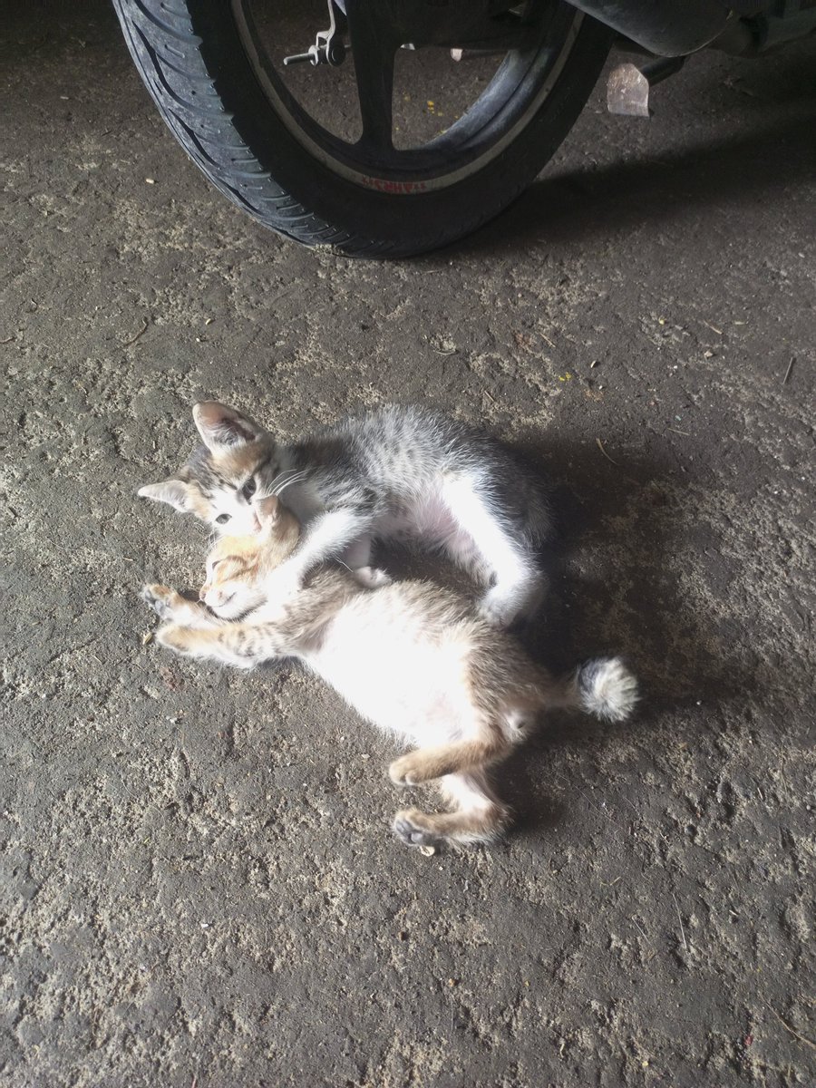 bayuuuuushxt's tweet photo. kangen kucing yang dikampung https://t.co/fCaUwSGHBe