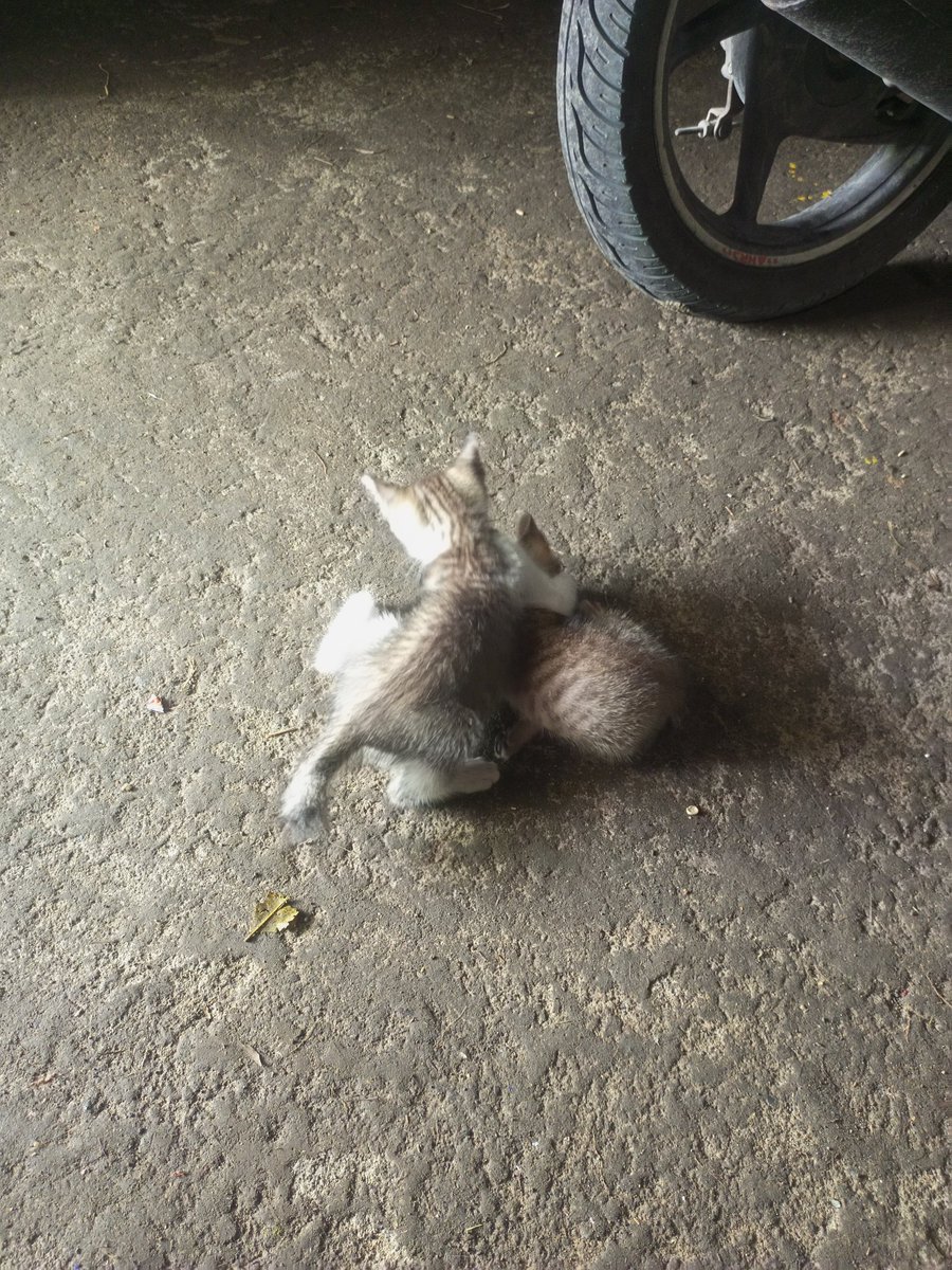 bayuuuuushxt's tweet photo. kangen kucing yang dikampung https://t.co/fCaUwSGHBe