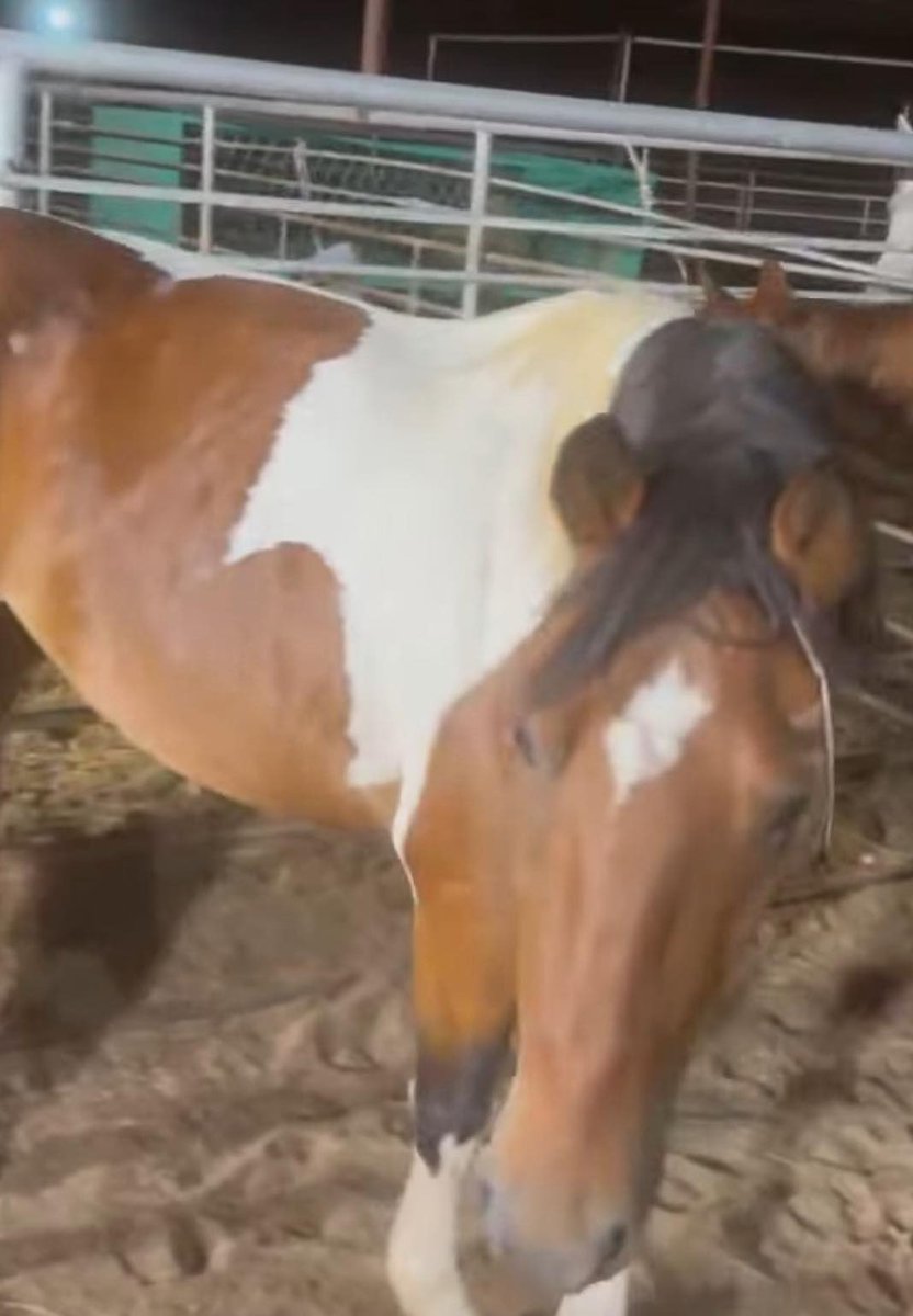 heartandhooves's tweet photo. 🚨 TIME IS RUNNING OUT FOR MARSHA! She is up next, another soul thrown away never given a chance. Another shutdown soul. We cannot let her face this alone! 💔
Every single second counts right now. If you can give anything, please don't wait
🔗 https://t.co/kwCoTDab47
#SaveMarsha #Emergency #HelpNow #Donate #Urgent #AnimalRescue #Crisis