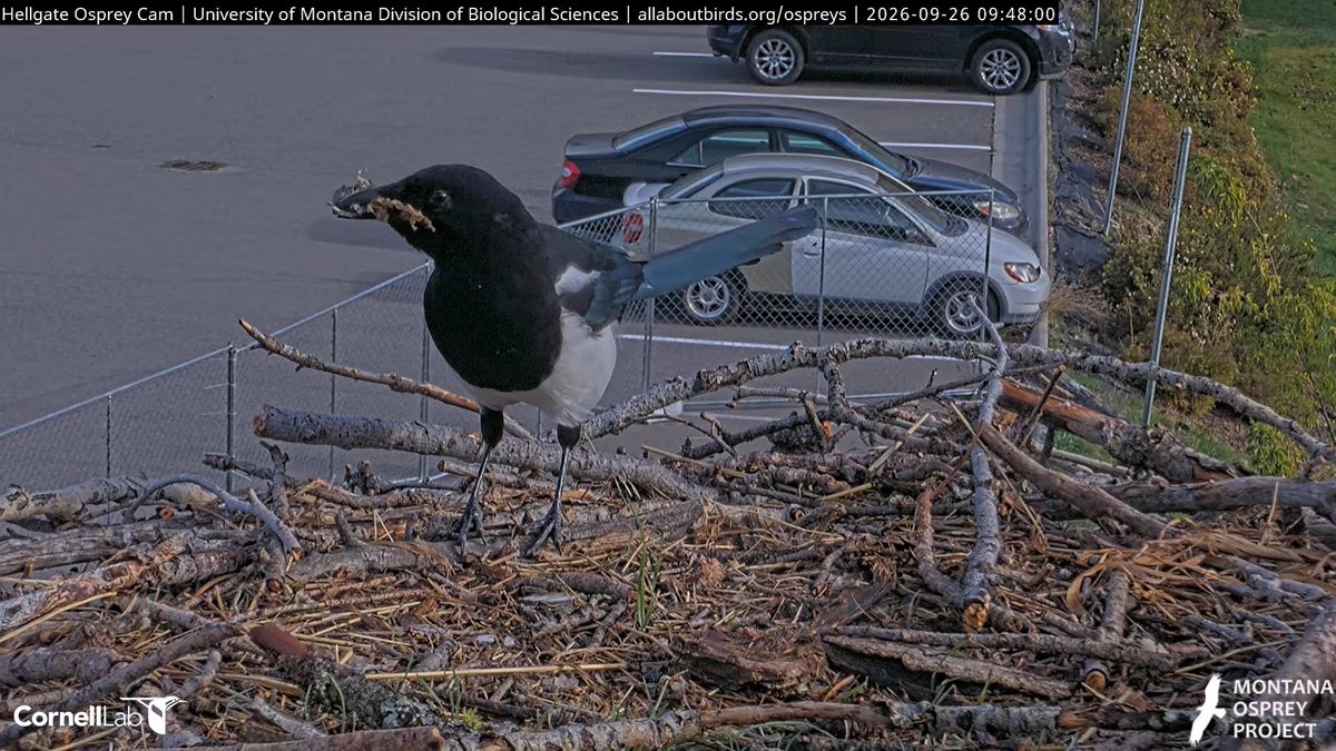 HellgateOsprey's tweet photo. 09:45, 9/26 A very dapper Black-billed Magpie does a little shopping on the nest #HellgateOsprey https://t.co/AFtrs9GVXp