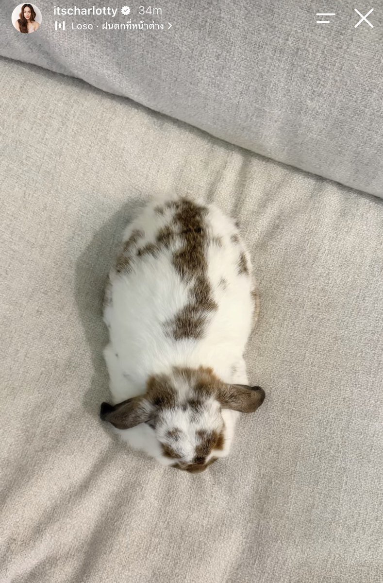 EngLotCruise's tweet photo. มีคนงอนมาม๊าอะป่าวววว
รูปมุมนี้ พี่โล้ดูตัวเล็กไปเลยยย🤏🏼🐰

#ชาล็อตออสติน  #itsphaloka https://t.co/utyHJZfAbp