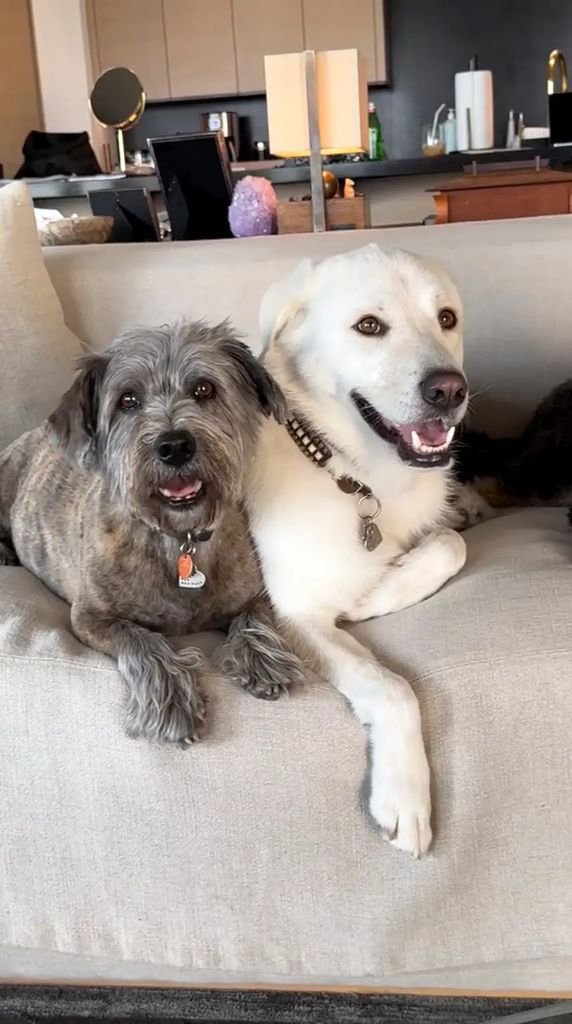 AnistonJenni44's tweet photo. Beautiful homies 🤩💝🐶 https://t.co/UU9SImXBlH