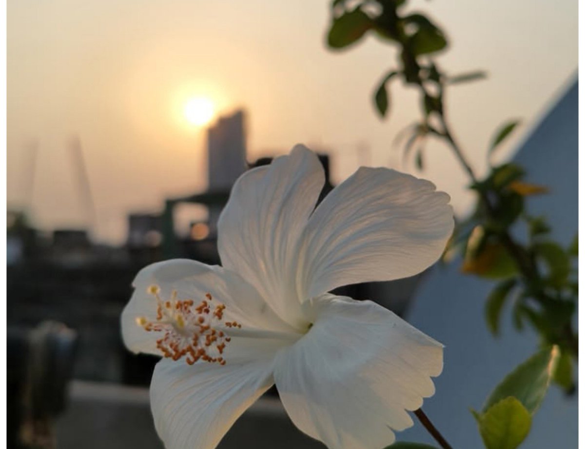 AmantRamgharia's tweet photo. #BeatifulFlower
#Flower
#PicOfTheDay https://t.co/EUtd9ssESA