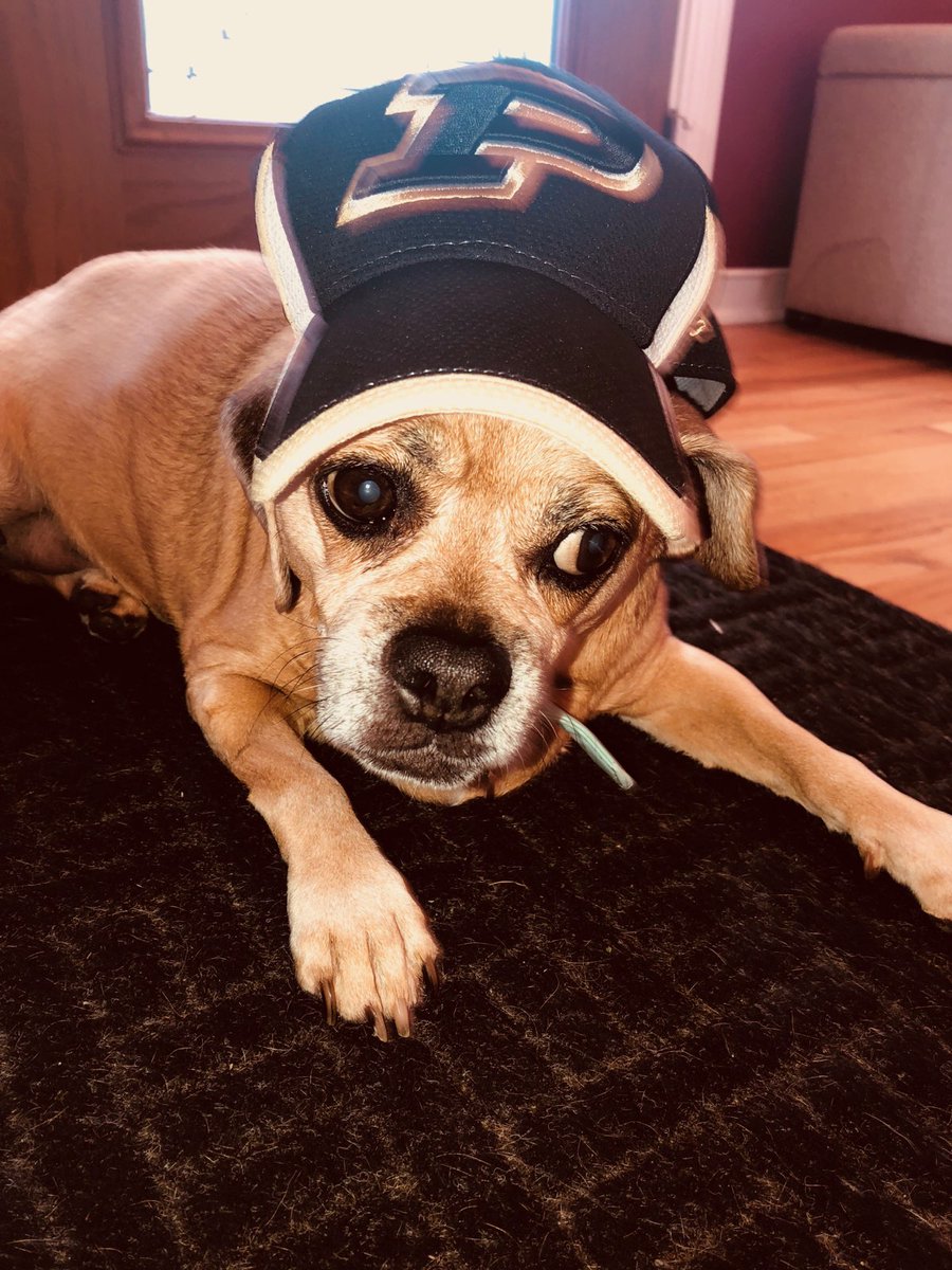 MarkKrockover's tweet photo. #GameDay #CollegeFootball #BoilerUp #HammerDown #BeatNotreDame #Saturday #SaturdayFootball #SaturdayNightLive #SaturdayVibes #SaturdayMotivation #SaturdayThoughts #Gucci #Puggle #Dog @RMos_8Ball @BoilerFootball @SRBoilermakers https://t.co/Jz8MhViyKb