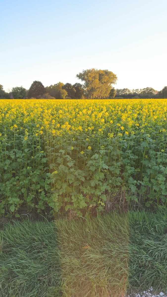 KKxru's tweet photo. Wen't on a hike today and saw this beautifull field on flowers! 😁 https://t.co/B0WpTSKZWC