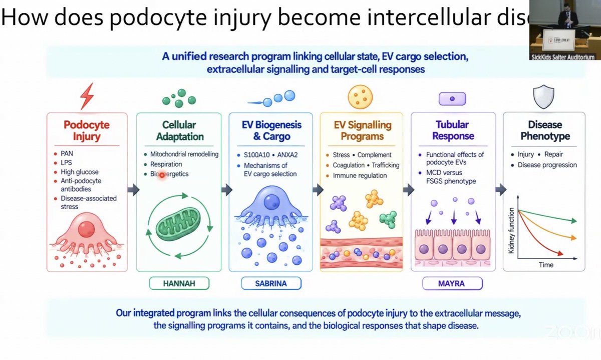 Abdelhamed012's tweet photo. Podocyte injuries https://t.co/sDAPYgzDce