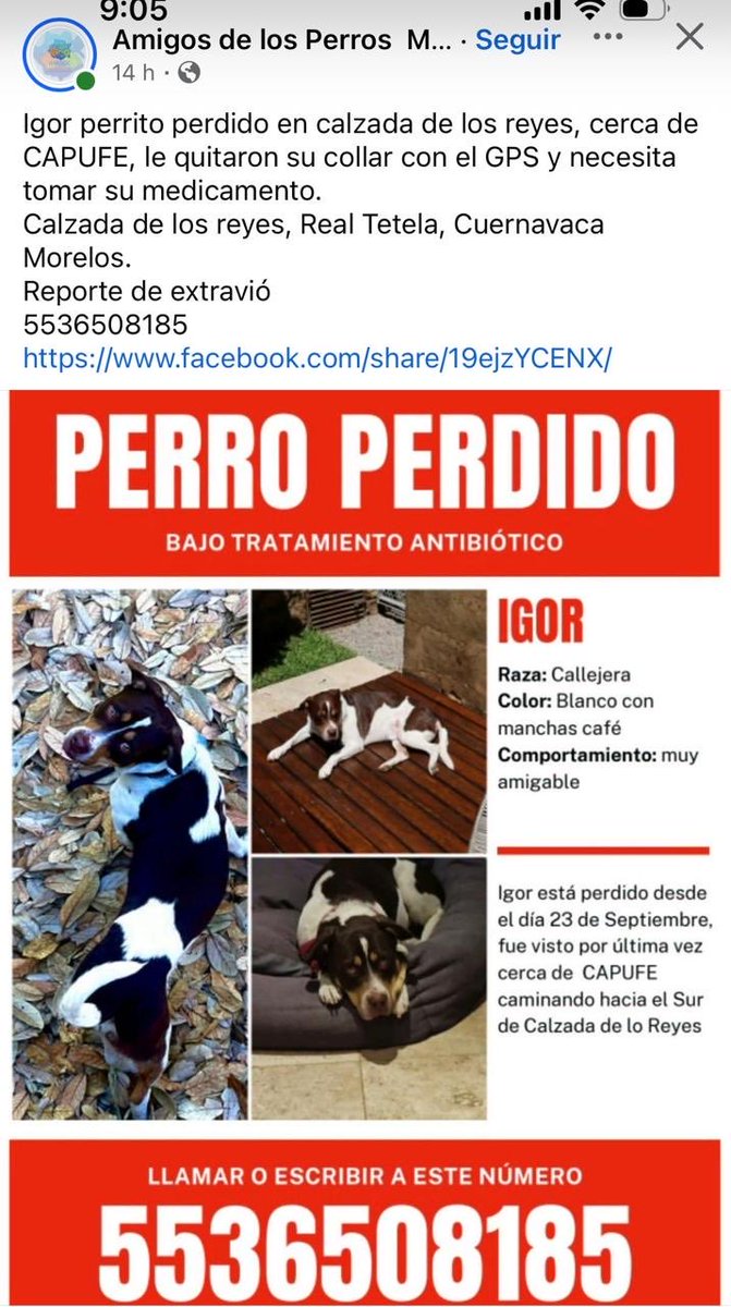 JOPso's tweet photo. Apreciada comunidad. Es mi perrito. Ayúdenme a encontrarlo. Por favor. https://t.co/flzL4rLgPh
