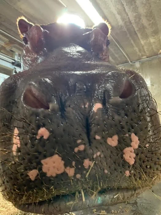 Cincinnati Zoo (@CincinnatiZoo) on X