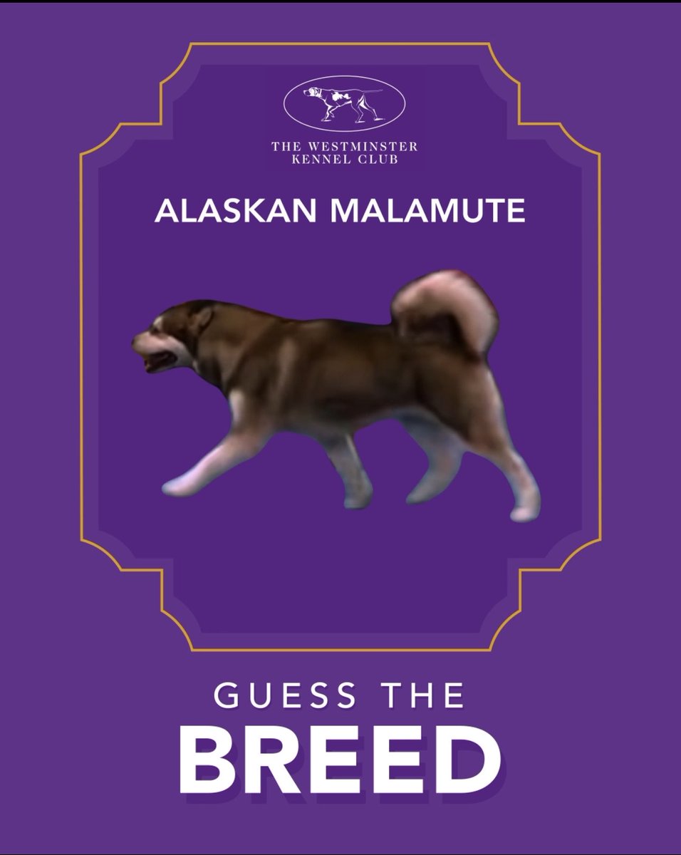 WKCDOGS's tweet photo. The answer is… 🥁 Alaskan Malamute! https://t.co/S3ZraArzik