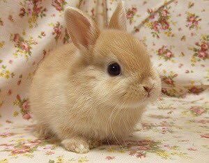 sweetestnpink's tweet photo. little bunni https://t.co/3QIQGI4qf2