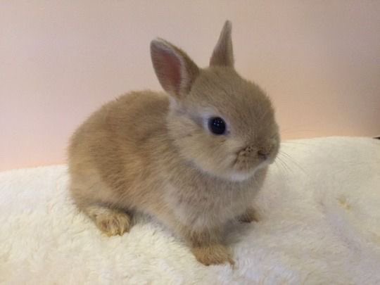 sweetestnpink's tweet photo. little bunni https://t.co/3QIQGI4qf2