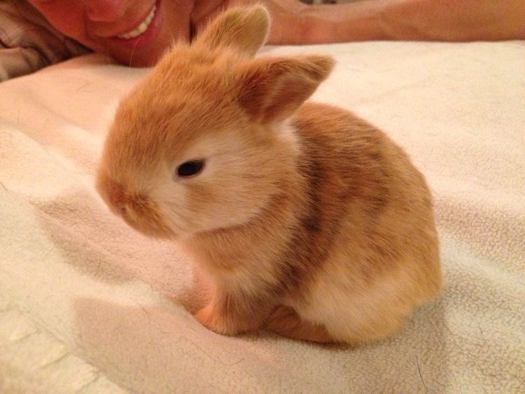 sweetestnpink's tweet photo. little bunni https://t.co/3QIQGI4qf2