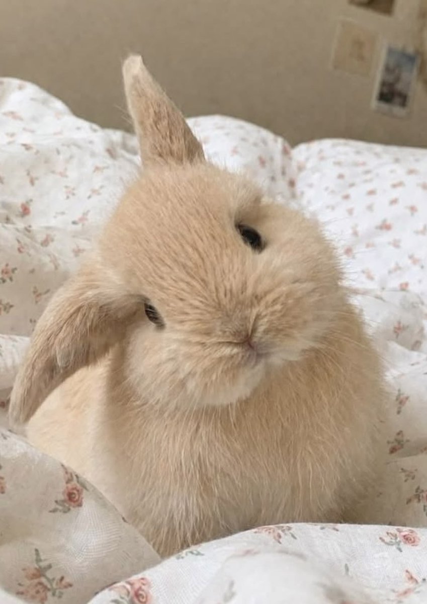 sweetestnpink's tweet photo. little bunni https://t.co/3QIQGI4qf2