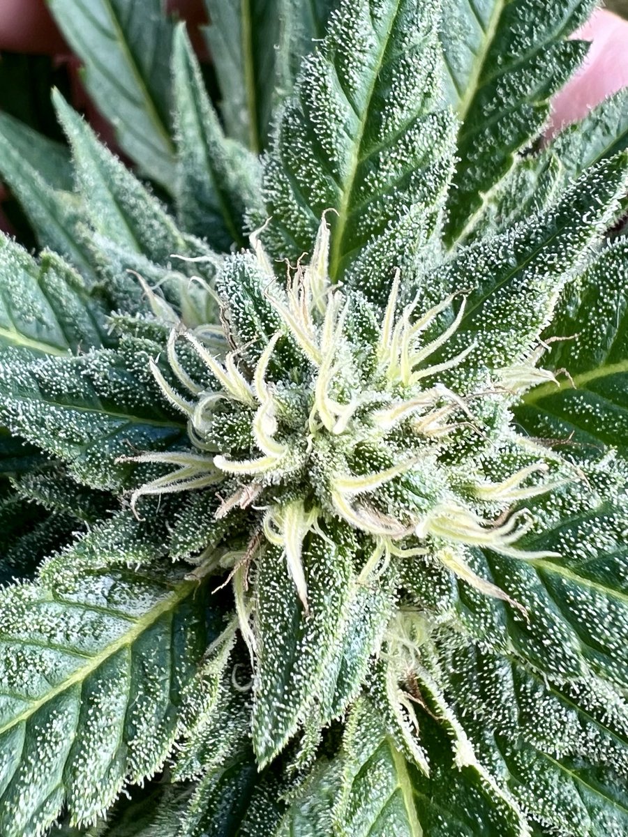gotthecreamer's tweet photo. Big Momma’s are all doing GREAT! 💨💨 They stinky and sticky af! 🤧 Heeheeee! 😍 Have an amazing weekend beautiful people! Stay safe and 👀 out for dickweeds!! 🤘👊✌️ #indacouch #weekendvibes #wakeandbake #ganjagranny https://t.co/UdvK51sCob