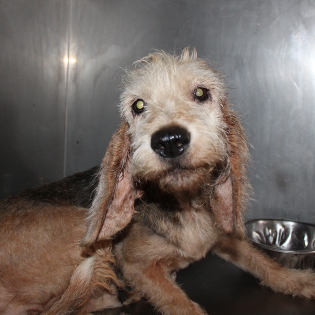 SosAbuelos1's tweet photo. #CÁDIZ
#ITACA tiene 7 años. Llegó a la perrera tras la muerte de su dueño. Venía en un estado de terrible dejadez y abandono.

No se sabe nada de su pasado.
Esperemos que enseguida sea adoptada.

Para adopción, puede viajar

Contacto: sosperreradelosbarrios@hotmail.com https://t.co/aoEt2Ps03q