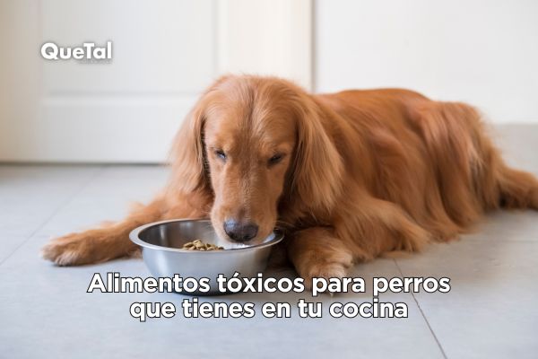 QueTalmagazine's tweet photo. #Mascotas | 🐶⚠️ ¡Cuidado! Estos alimentos de tu cocina pueden ser tóxicos para tu perro: https://t.co/rXByogo8Vr 👈🏻👀
.
.
.
#dogslovers #perritos #dogs #dogslife https://t.co/sypRmrtasn