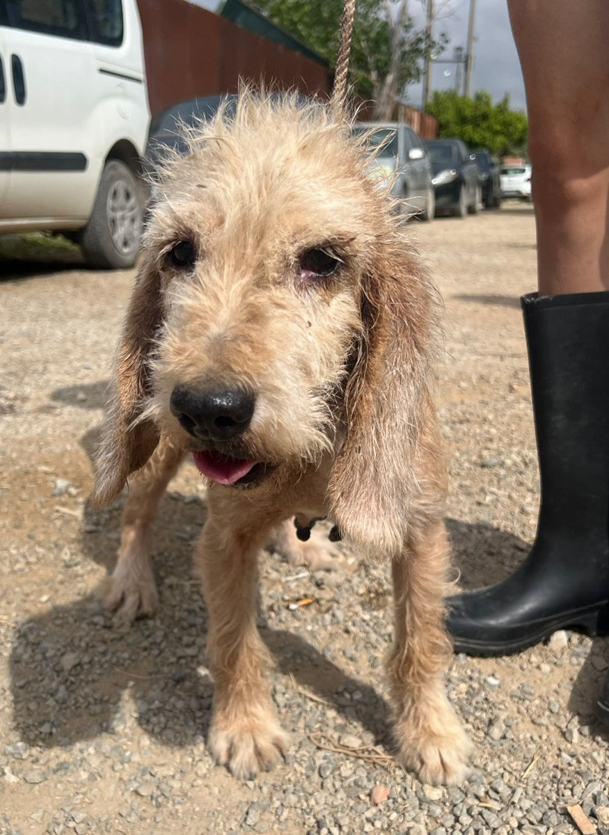 SosAbuelos1's tweet photo. #CÁDIZ
#ITACA tiene 7 años. Llegó a la perrera tras la muerte de su dueño. Venía en un estado de terrible dejadez y abandono.

No se sabe nada de su pasado.
Esperemos que enseguida sea adoptada.

Para adopción, puede viajar

Contacto: sosperreradelosbarrios@hotmail.com https://t.co/aoEt2Ps03q