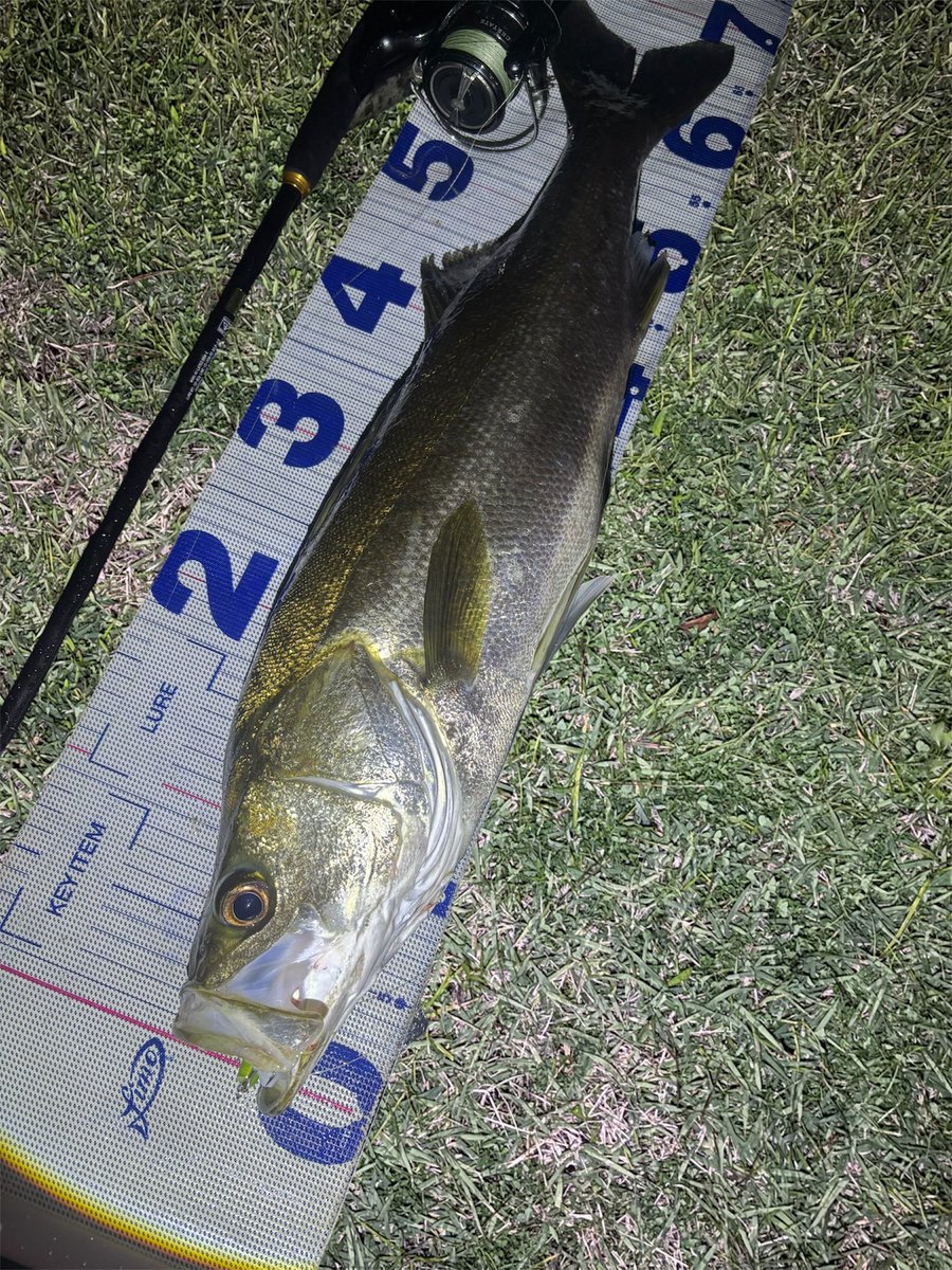 daiP_A_LUNKER's tweet photo. 何年か前にふっちー@chanfuu_fish に誕プレでもらったワスプで良型キャッチ✨

#SEABASS
#シーバス
#Pickup
#WASPSLALOM80S
#オヌマン
#DAIWA
#LATEO96M
#PURSUINGALUNKER. https://t.co/bgExYeSpEZ