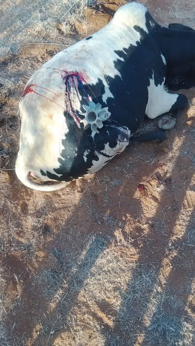 GSaruni's tweet photo. Why do you need RPG for cattle?? https://t.co/brtIzjhSyw