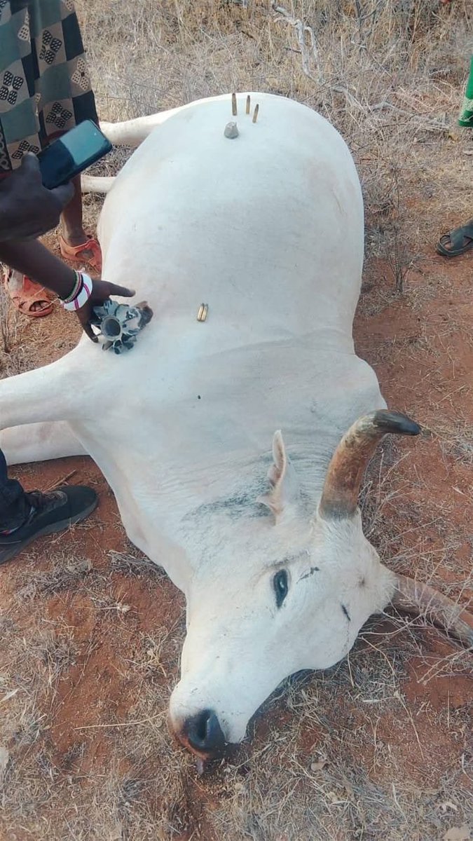 GSaruni's tweet photo. Why do you need RPG for cattle?? https://t.co/brtIzjhSyw