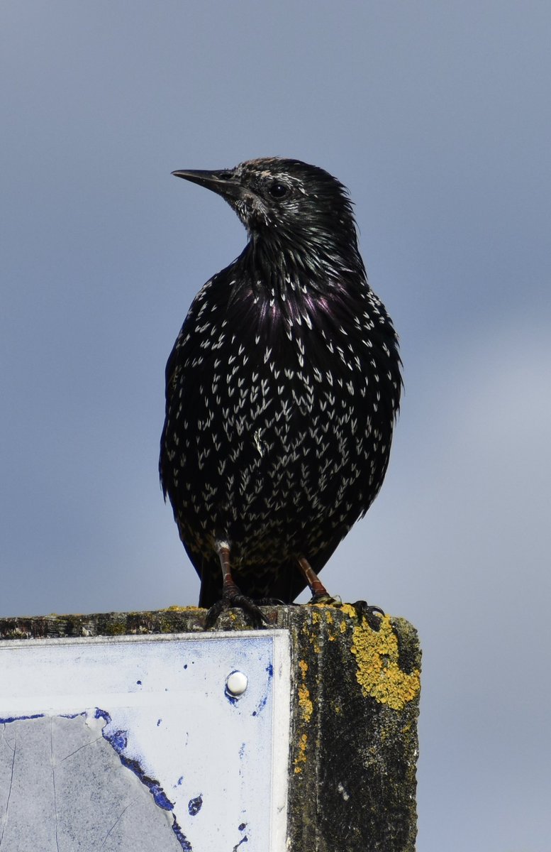 kirsten_fernand's tweet photo. Today’s theme is #UpliftingColours I always love a starlings beautiful colours, so iridescent 💜💙🖤 #NatureBeauty #photography https://t.co/ZbH0GWYdXL