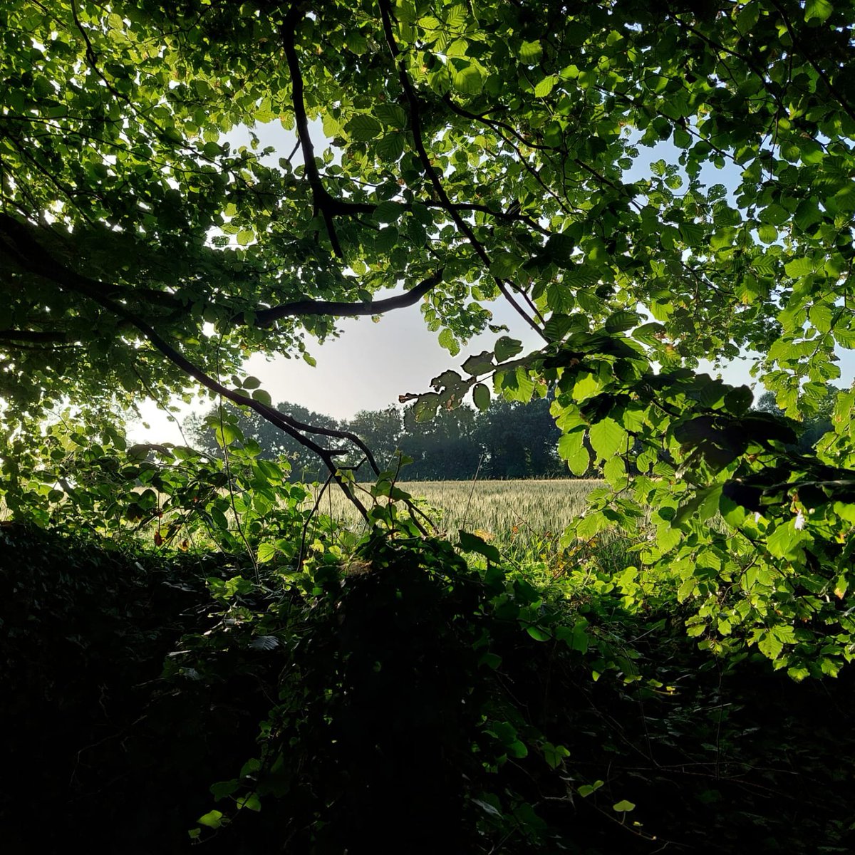 BeatiteBeatrice's tweet photo. "En moi de la forêt le calme s'insinue,
De ses arbres sacrés, dans l'ombre enseveli,
J'apprends la patience aux hommes inconnue.
Et mon coeur apaisé vit d'espoir et d'oubli"

Victor de Laprade (1812-1883) https://t.co/Z5EhPcYIWu