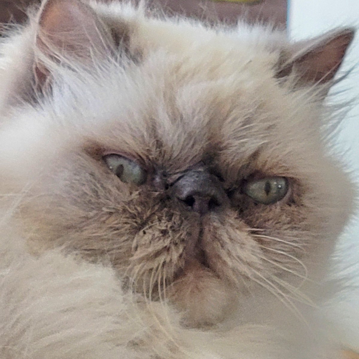 t_jh2009's tweet photo. That's right #Shemp, it's the final #Caturday of #Shemptember but next month is #Catober. 😸 #CatOfTwitter #CatsOfX https://t.co/sjJfrn3XZE
