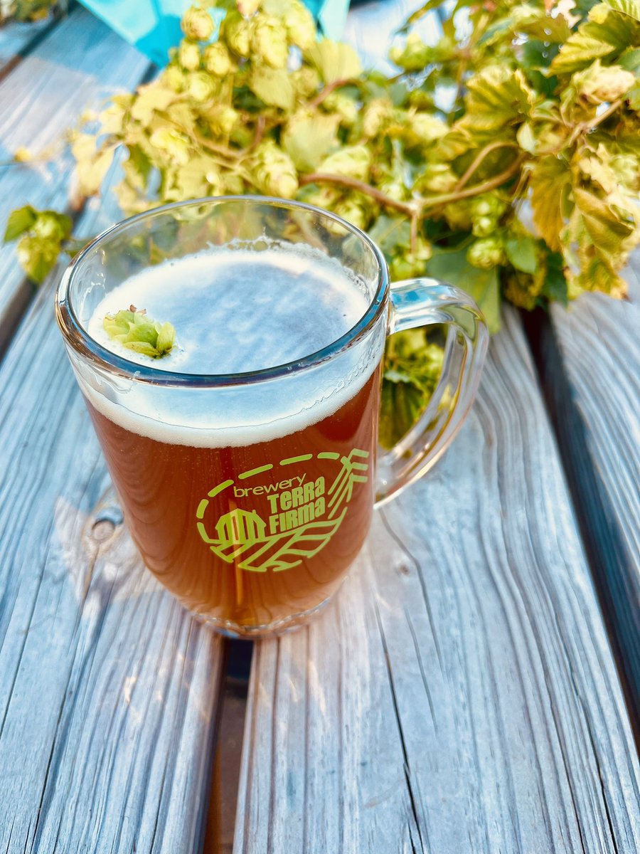 brewterrafirma's tweet photo. Yesterday our customers helped harvest our hops,
hence the hop crowns. 

D&amp;D is happening today.
Tigers at 1:10.
Michigan vs Iowa at 3:30 on CBS.

Beer flights, Batch 500, Hallow~Giving, cider, sourdough + charcuterie.

That's a Saturday.

@WhatToDoTC #cherryland #family #friends https://t.co/7w0TPOAiIt
