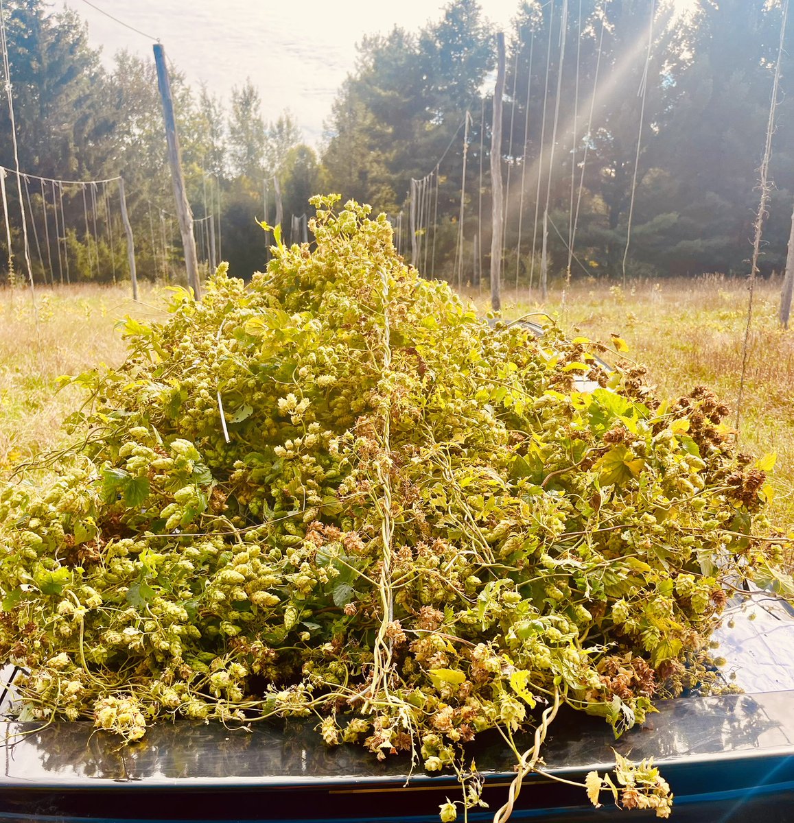 brewterrafirma's tweet photo. Yesterday our customers helped harvest our hops,
hence the hop crowns. 

D&amp;D is happening today.
Tigers at 1:10.
Michigan vs Iowa at 3:30 on CBS.

Beer flights, Batch 500, Hallow~Giving, cider, sourdough + charcuterie.

That's a Saturday.

@WhatToDoTC #cherryland #family #friends https://t.co/7w0TPOAiIt