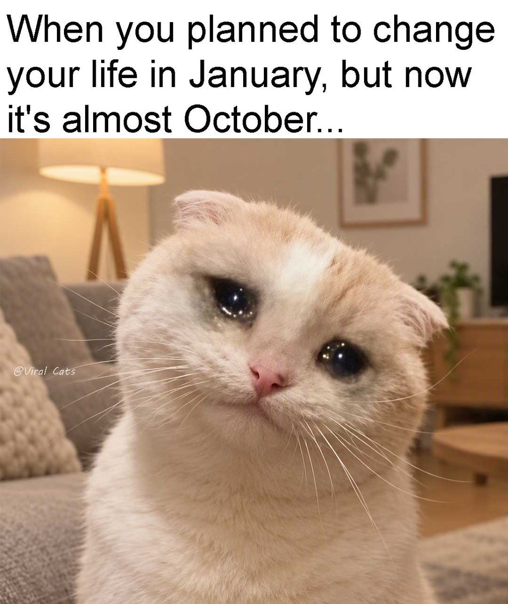 _ViralCats_'s tweet photo. There's always next January... right? 😭 https://t.co/hfsxL4ZDpX