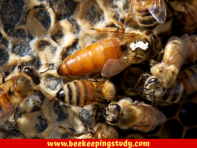 BeeKeepingStudy's tweet photo. When the queen bee becomes weak or old the worker bee removes her from the colony through a procedure supercedure. It raises a new queen bee from the existing fertilized eggs.

#queenbee #BeeFacts #beekeepingstudy https://t.co/WzfJb2Mapt