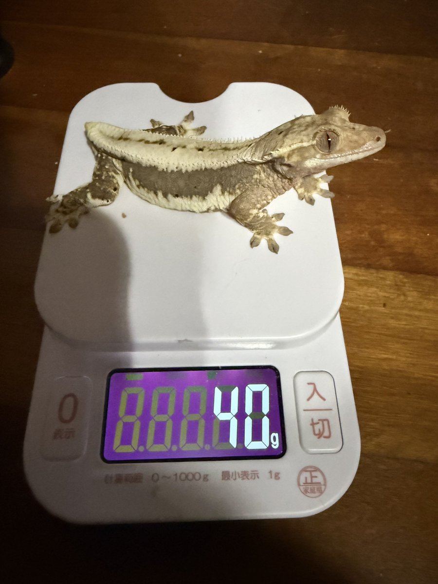 hachu_tun's tweet photo. 女の子たち
①リリー(産卵済)今いる子のマッマ
②ダル まだ1歳なってないけどこの貫禄
③カプ ようやく安定して体重上がってきた
④アザン これじゃなきゃ測れないぐらい暴れる笑 いい感じにサイズ上がってきた

年齢とサイズ考えるとアザンが先？ https://t.co/tMviwqtf9F