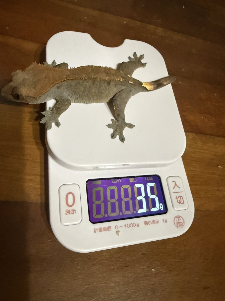 hachu_tun's tweet photo. 女の子たち
①リリー(産卵済)今いる子のマッマ
②ダル まだ1歳なってないけどこの貫禄
③カプ ようやく安定して体重上がってきた
④アザン これじゃなきゃ測れないぐらい暴れる笑 いい感じにサイズ上がってきた

年齢とサイズ考えるとアザンが先？ https://t.co/tMviwqtf9F