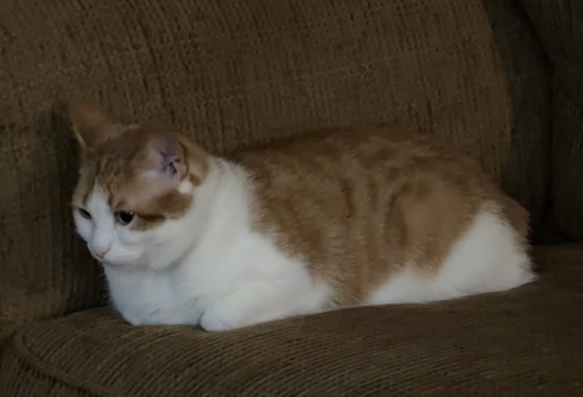 Bizarrotron3000's tweet photo. just loafin’ around https://t.co/4e4Rc2XJyd