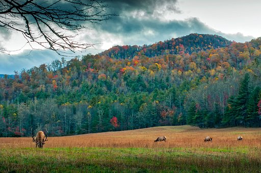 gayle_olson's tweet photo. 🌲🌊 Let’s celebrate North Carolina!

From the misty Blue Ridge Mountains to the sandy shores of the Outer Banks, the Tar Heel State is packed with history, music, food, natural beauty &amp; plenty of places worth discovering.

https://t.co/qcOJTcADXQ

#NorthCarolina #VisitNC https://t.co/MIvUowOJuu