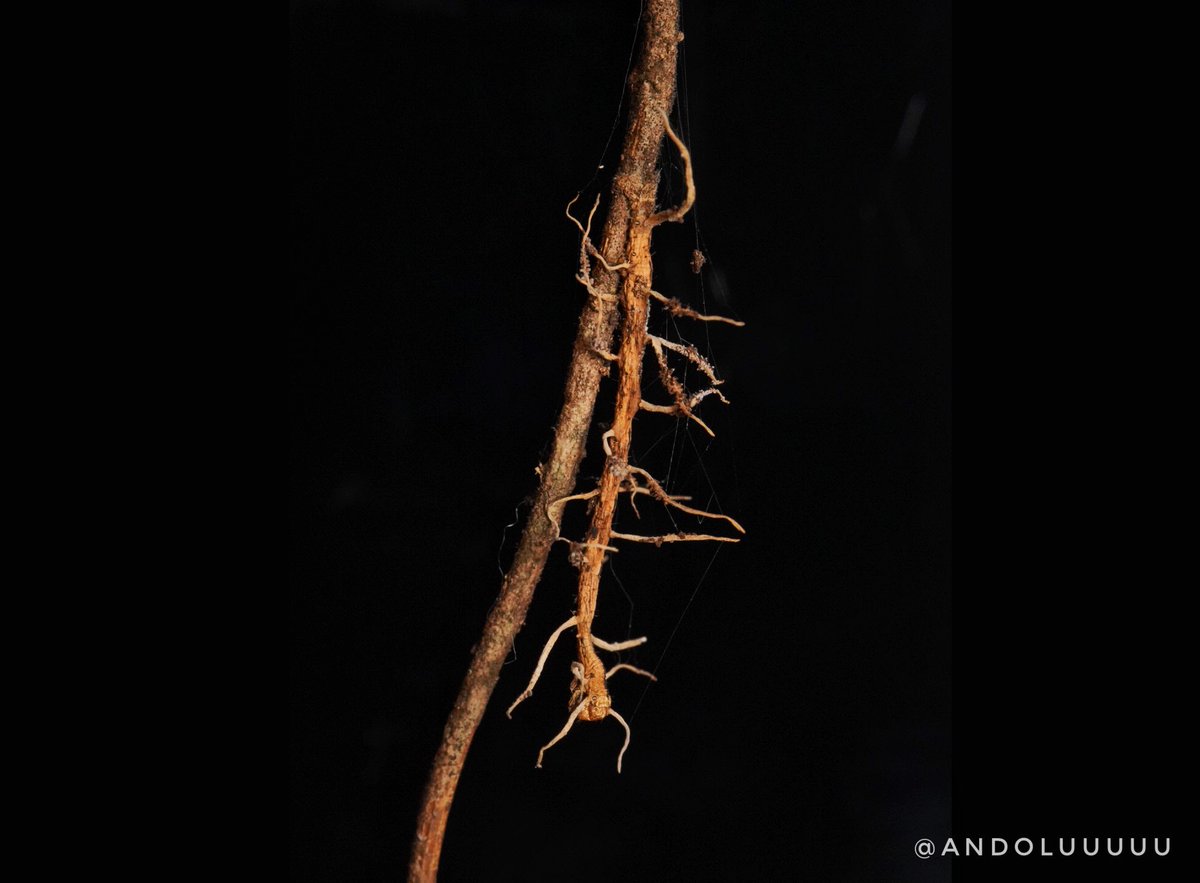 andoluuuuu's tweet photo. シャクトリムシハリセンボン
Ophiocordyceps sp.

いかつい。
最近少しずつ冬虫夏草を見つけられるようになってきた気がする。
次はヤンマタケを見つけたい。 https://t.co/gnikUhBmmn