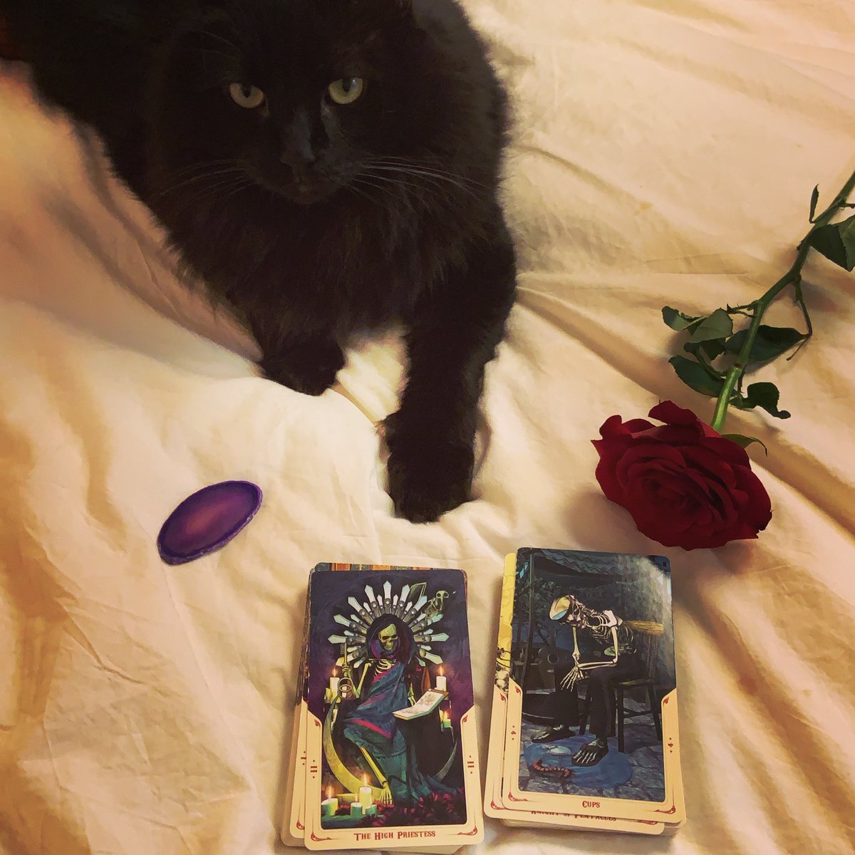 tarotreadiggzb's tweet photo. https://t.co/2ASouMpNAV