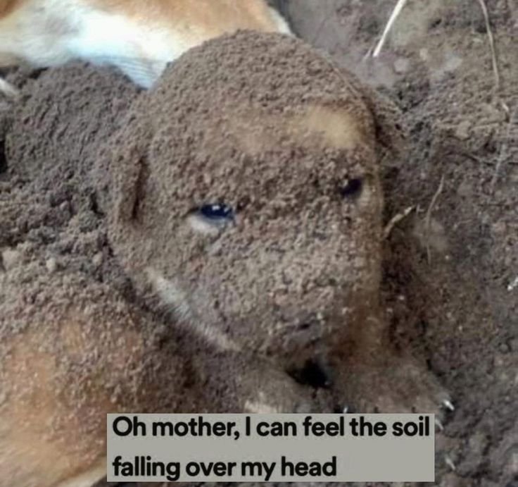 cutestpuppyy's tweet photo. https://t.co/tw1fRJd7D3