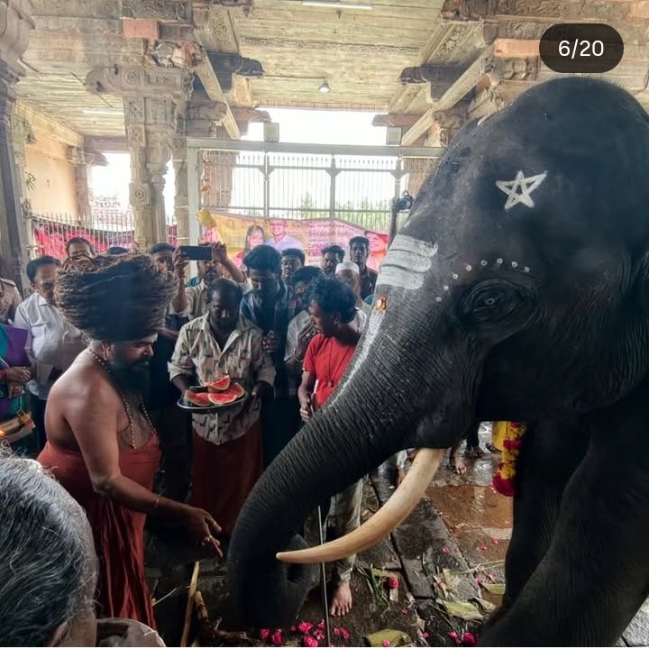 pricatttt's tweet photo. The case of young elephant Rupsing is particularly peculiar. Old records show he was captured from the wild, his microchip number matches an old case and also his age changes twice in the record! Yet he is in chains 💔

#VerifyTheFive 
#WhyTheChains #NoElephantsInTemples https://t.co/UutvSr0Sk7