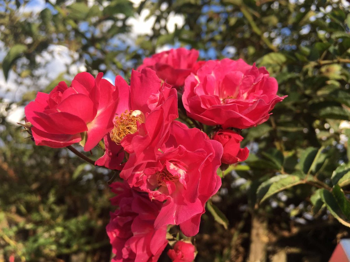 Kemboi_2000's tweet photo. Yellow vs red flowers 🌹💐 https://t.co/Uv21bey8pG