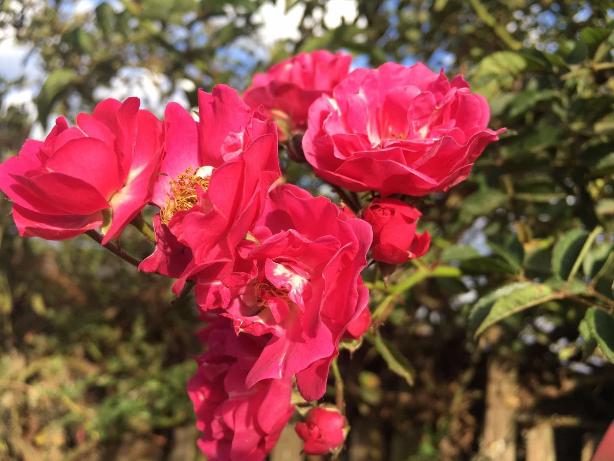 Kemboi_2000's tweet photo. Yellow vs red flowers 🌹💐 https://t.co/Uv21bey8pG